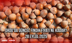 Ordu'da güncel fındık fiyatı ne kadar? 28 Eylül 2025