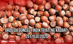 Ordu'da güncel fındık fiyatı ne kadar? 25 Eylül 2025
