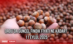 Ordu'da güncel fındık fiyatı ne kadar? 11 Eylül 2025