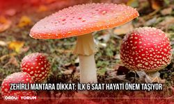 Zehirli Mantara Dikkat: İlk 6 Saat Hayati Önem Taşıyor