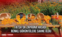 Fatsa’da Zaprana Hasadı Renkli Görüntülere Sahne Oldu