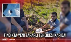 Üreticilere Uyarı: Fındıkta Yeni Zararlı Tehlikesi Kapıda