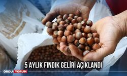 5 Aylık Fındık Geliri Açıklandı