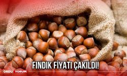Fındık Fiyatı Çakıldı!