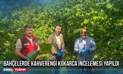 Bahçelerde Kahverengi Kokarca İncelemesi Yapıldı