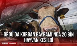 Ordu’da Kurban Bayramı’nda 20 Bin Hayvan Kesildi