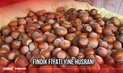 Fındık Fiyatı Yine Hüsran!