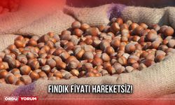Fındık Fiyatı Hareketsiz!