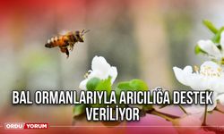 Bal Ormanlarıyla Arıcılığa Destek Veriliyor