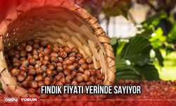 Fındık Fiyatı Yerinde Sayıyor