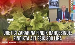 Üretici Zararına Fındık Bahçesinde: Fındıkta Alt Eşik 300 Lira