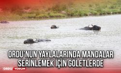 Ordu’nun Yaylalarında Mandalar Serinlemek İçin Göletlerde