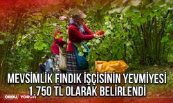 Mevsimlik Fındık İşçisinin Yevmiyesi 1.750 TL Olarak belirlendi