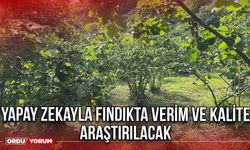 Yapay Zekayla Fındıkta Verim ve Kalite Araştırılacak