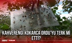 Kahverengi Kokarca Ordu’yu Terk Mi Etti?
