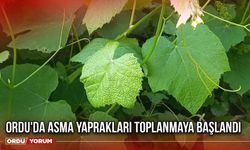 Ordu'da Asma Yaprakları Toplanmaya Başlandı