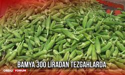 Bamya 300 Liradan Tezgahlarda