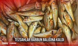 Tezgahlar Barbun Balığına Kaldı