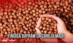 Fındığa Bayram Da Çare Olmadı!