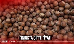Fındıkta Çifte Fiyat!