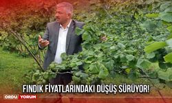 Fındık Fiyatlarındaki Düşüş Sürüyor!