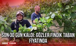Son 30 Gün Kaldı: Gözler Fındık Taban Fiyatında