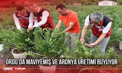 Ordu’da Maviyemiş ve Aronya Üretimi Büyüyor