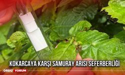 Kokarcaya Karşı Samuray Arısı Seferberliği