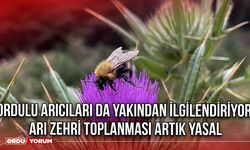 Ordulu Arıcıları da Yakından İlgilendiriyor: Arı Zehri Toplanması Artık Yasal