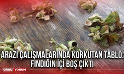 Arazi Çalışmalarında Korkutan Tablo: Fındığın içi Boş Çıktı