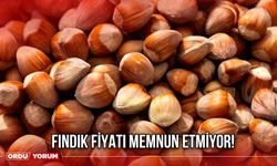 Fındık Fiyatı Memnun Etmiyor!