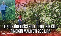 Fındık Üreticisi Köle Oldu: Bir Kilo Fındığın Maliyeti 230 Lira