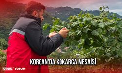 Korgan'da Kokarca Mesaisi