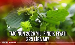 TMO’nun 2026 Yılı Fındık Fiyatı 225 Lira Mı?