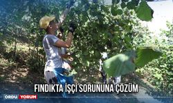 Fındıkta İşçi Sorununa Çözüm