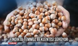 Fındıkta Temmuz Beklentisi Sürüyor