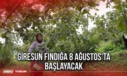 Giresun Fındığa 8 Ağustos'ta Başlayacak