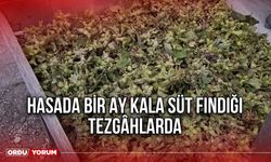 Hasada Bir Ay Kala Süt Fındığı Tezgâhlarda