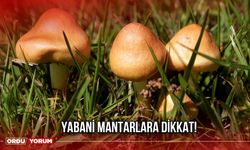 Yabani Mantarlara Dikkat!