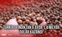Türkiye Fındıktan 6 Ayda 1,4 Milyar Dolar Kazandı