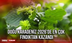 Doğu Karadeniz 2026'de En Çok Fındıktan Kazandı