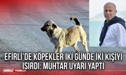 Efirli’de Köpekler İki Günde İki Kişiyi Isırdı: Muhtar Uyarı Yaptı