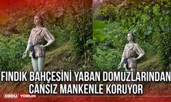 Fındık Bahçesini Yaban Domuzlarından Cansız Mankenle Koruyor