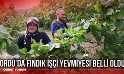 Ordu’da Fındık İçi Yevmiyesi Belli Oldu