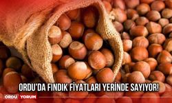 Ordu'da Fındık Fiyatları Yerinde Sayıyor!