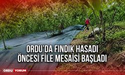 Ordu’da Fındık Hasadı Öncesi File Mesaisi Başladı