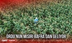 Ordu'nun Mısırı Bafra'dan geliyor