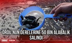 Ordu’nun Derelerine 50 Bin Alabalık Salındı