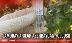 Samuray Arılar Azerbaycan Yolcusu