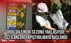 Ordu’da Fındık Sezonu Yaklaşıyor: İşçi İlanları Yapıştırılmaya Başlandı